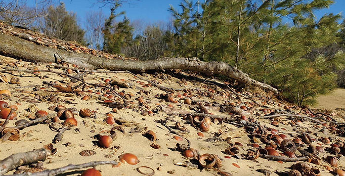 Acorns scattered on the sand beneath the Queen Oak