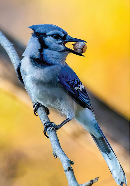 Blue Jay holding an acorn