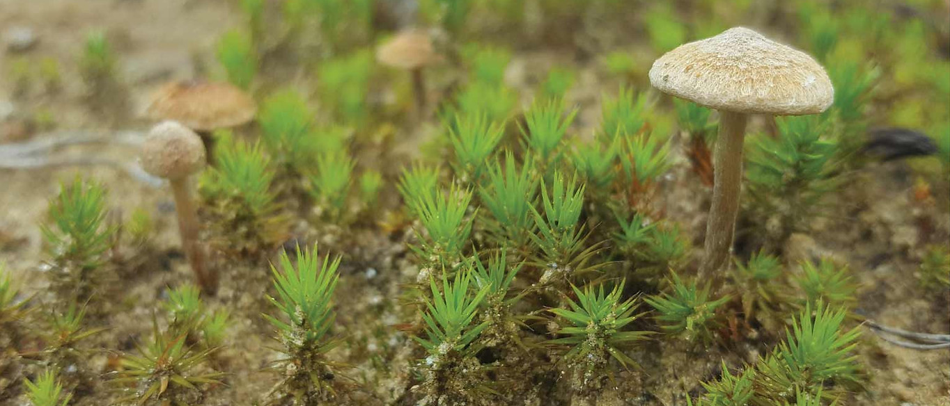 Common haircap moss