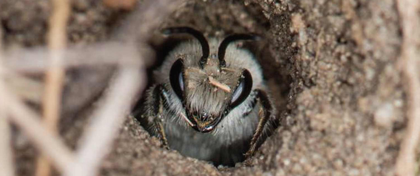Native cellophane bee