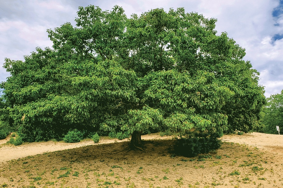 The Queen Oak